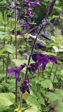 Load and play video in Gallery viewer, 1 plant of Salvia (Amistad) Includes Postage
