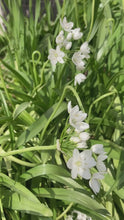 Load and play video in Gallery viewer, 5 bulbs of Ornamental Allium (Neapolitanum Allium) Includes Postage
