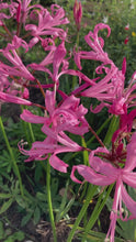 Load and play video in Gallery viewer, 5 bulbs of pink Bowden Lily (Nerine bowdenii) Includes Postage
