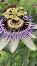 Load and play video in Gallery viewer, 1 established plant of Passion Flower in 2 litre pot (Passiflora edulis) Includes Postage
