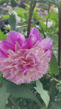 Load and play video in Gallery viewer, 3 tubers of anemone-flowered Dahlia (Take Off) Includes Postage

