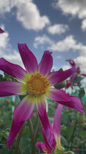 Load and play video in Gallery viewer, 1 tuber of star Dahlia (Honka Pink) Includes Postage
