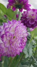 Load and play video in Gallery viewer, 1 tuber of ball Dahlia (Dreaming Maid) Includes Postage
