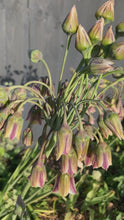 Load and play video in Gallery viewer, 3 bulbs of Ornamental Allium nectaroscordum (Bulgaricum nectaroscordum) Includes Postage
