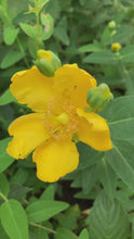 Load and play video in Gallery viewer, 1 Potted Plant of Hypericum &#39;Hidcote&#39; in a 9cm pot Includes Postage
