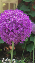 Load and play video in Gallery viewer, 3 bulbs of Ornamental Allium (Gladiator) Includes Postage
