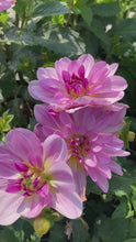 Load and play video in Gallery viewer, 2 tubers of pink/white large-flowered Dahlia (Mikayla Miranda) Includes Postage
