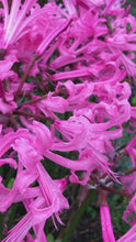 Load and play video in Gallery viewer, 1 bulb of pink Nerine (Zeal Giant) Includes Postage
