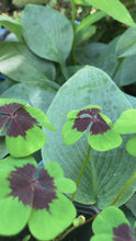 Load and play video in Gallery viewer, 2 potted plants of Oxalis Shamrock/Four Leaf Clover (Iron Cross) Includes Postage
