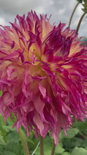 Load and play video in Gallery viewer, 2 tubers of semi-cactus Dahlia (Myrtle&#39;s Folly) Includes Postage

