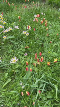 Load and play video in Gallery viewer, 10 bulbs of Tulip (Mixed Specie) Includes Postage
