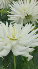 Load and play video in Gallery viewer, 2 tubers of semi-cactus Dahlia (Mount Tacoma) Includes Postage
