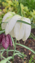 Load and play video in Gallery viewer, 5 bulbs of Fritillaria meleagris alba (Snake&#39;s Head Fritillary) Includes Postage
