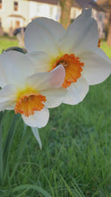 Load and play video in Gallery viewer, 10 bulbs of Daffodil (Geranium) Includes Postage
