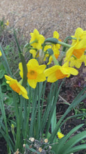 Load and play video in Gallery viewer, 5 bulbs of Narcissus (Garden Opera) Includes Postage
