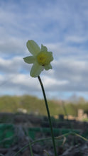 Load and play video in Gallery viewer, 20 bulbs of Narcissus (Angel&#39;s Whisper) Includes Postage
