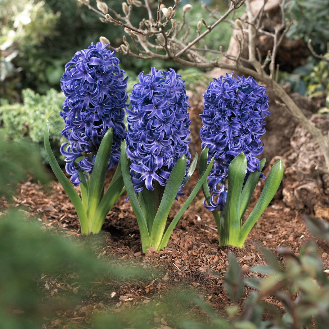 5 bulbs of Blue Hyacinth (Blue Pearl) Includes Postage