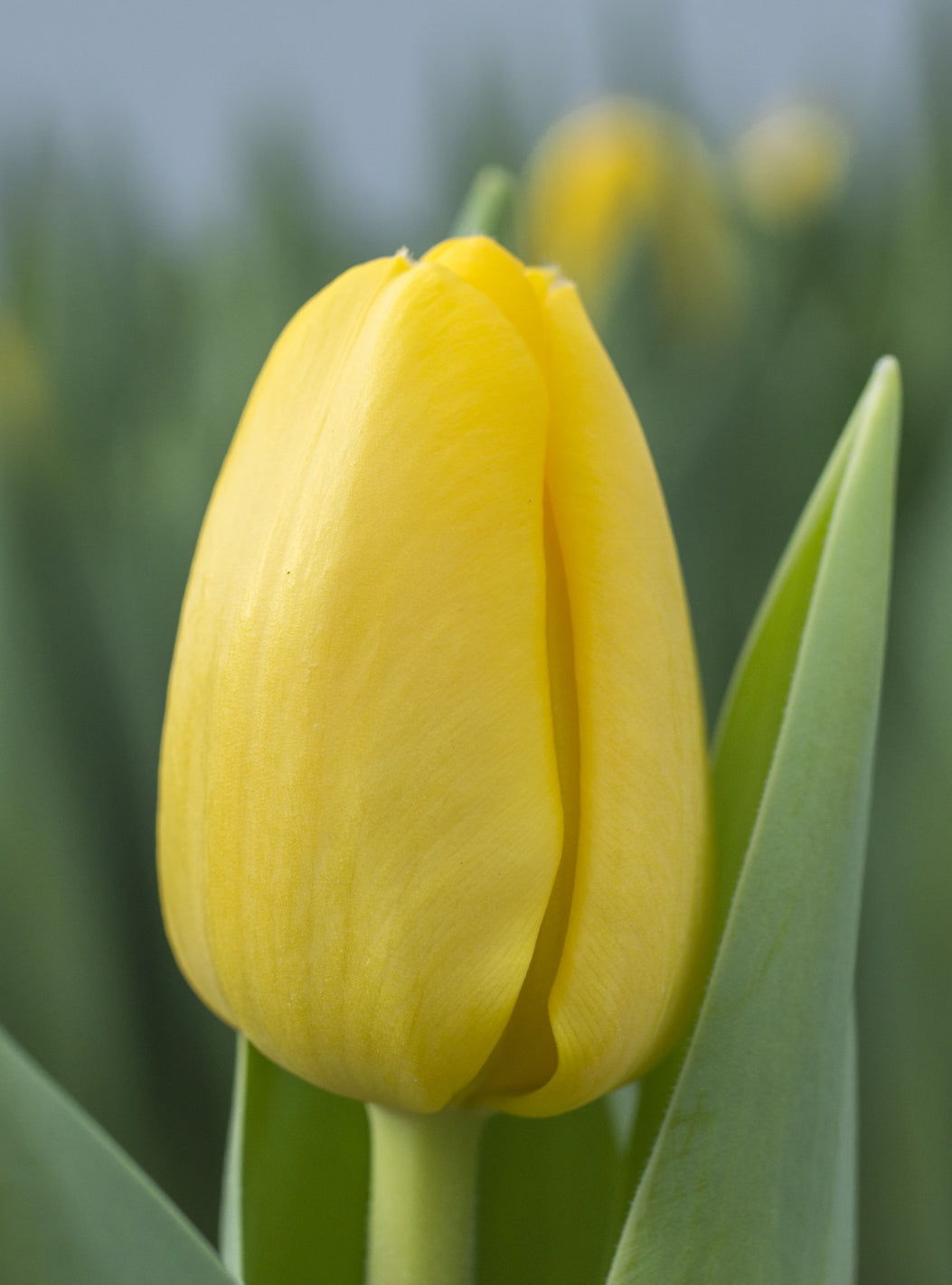 10 bulbs of Tulip (Novi Sun) Includes Postage