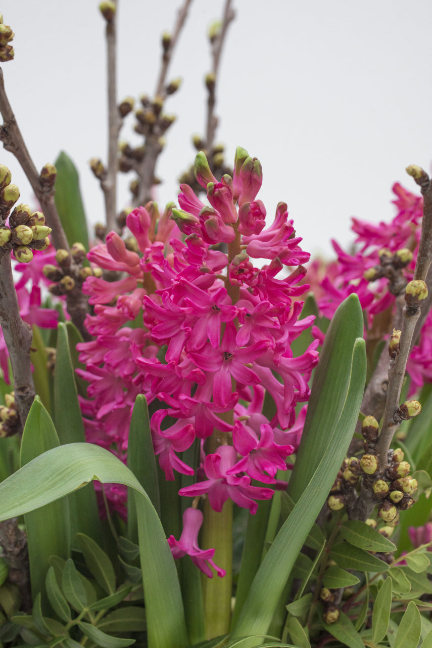 5 bulbs of pink Hyacinth orientalis (Jan Bos) Includes Postage