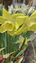 Load and play video in Gallery viewer, 20 bulbs of Daffodil (Pipit) Includes Postage
