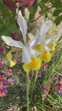 Load and play video in Gallery viewer, 15 bulbs of Dutch Iris (Apollo) Includes Postage

