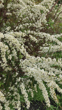 Load and play video in Gallery viewer, 1 Potted Plant of Spirea &#39;Snow Mound&#39; in a 9cm pot Includes Postage
