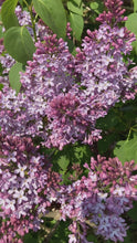 Load and play video in Gallery viewer, 1 Potted Plant of Syringa in 9cm Pot Includes Postage
