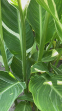 Load and play video in Gallery viewer, 3 tubers of striped leaves Canna Lily (Stuttgart) Includes Postage

