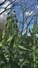 Load and play video in Gallery viewer, 2 bulbs of Fritillaria persica (Green Dreams) Includes Postage
