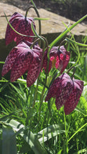 Load and play video in Gallery viewer, 20 bulbs of Fritillaria meleagris (Snake&#39;s Head Fritillary) Includes Postage
