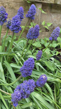 Load and play video in Gallery viewer, 5 bulbs of Muscari/Grape Hyacinth (Fantasy Creation) Includes Postage
