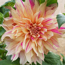 Load image into Gallery viewer, 2 tubers of creme/pink giant-flowered Dahlia (Café Au Lait Twist) Includes Postage
