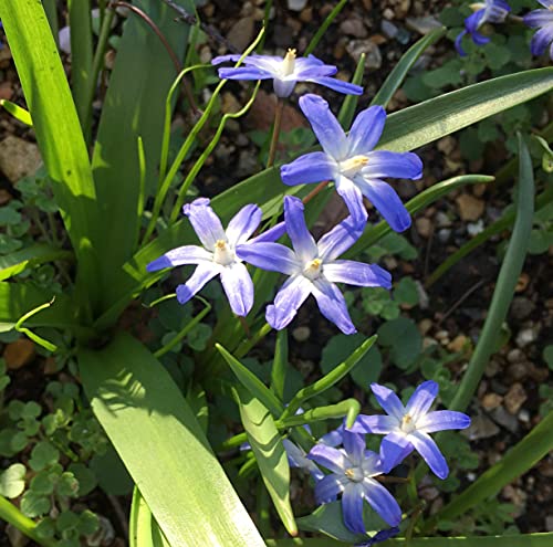 50 bulbs of Chionodoxa luciliae (Glory of The Snow) Includes Postage
