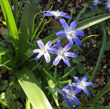 Load image into Gallery viewer, 20 bulbs of Chionodoxa luciliae (Glory of The Snow) Includes Postage
