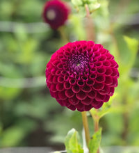 Load image into Gallery viewer, 5 tubers of purple/red ball Dahlia (Downham Royal) Includes Postage
