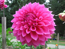 Load image into Gallery viewer, 5 tubers of pink large-flowered Dahlia (Elma Elisabeth) Includes Postage
