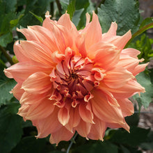 Load image into Gallery viewer, 5 tubers of peach/pink giant-flowered Dahlia (Fairway Spur) Includes Postage
