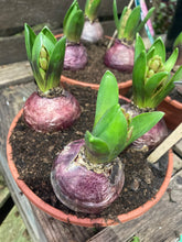 Load image into Gallery viewer, 10 bulbs of Hyacinth (mixed colours) Includes Postage
