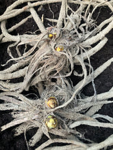 Load image into Gallery viewer, 2 roots of yellow Foxtail Lily (Eremurus bungei stenophyllus) Includes Postage
