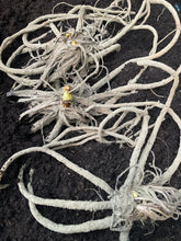 Load image into Gallery viewer, 3 roots of yellow Foxtail Lily/Eremurus (Moneymaker) Includes Postage
