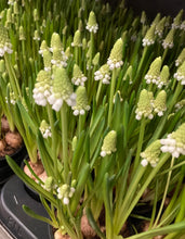 Load image into Gallery viewer, 50 bulbs of white Grape Hyacinth/Muscari aucheri (White Magic) Includes Postage

