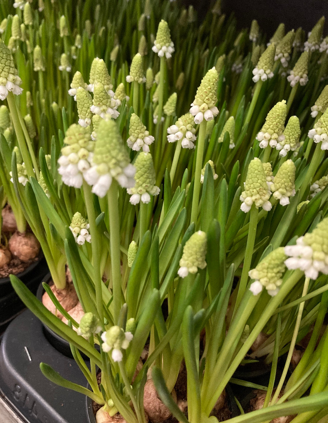 50 bulbs of white Grape Hyacinth/Muscari aucheri (White Magic) Includes Postage