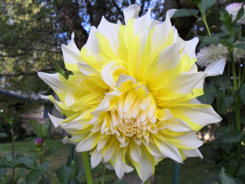 2 tubers of yellow/white giant-flowered Dahlia (Grand Prix) Includes Postage