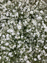 Load image into Gallery viewer, 3 budding roots of Gypsophila (Baby&#39;s Breath) Includes Postage
