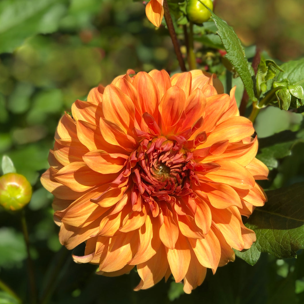 5 tubers of orange large-flowered Dahlia (Hercules) Includes Postage