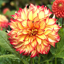 Load image into Gallery viewer, 2 tubers of yellow/red medium-flowered Dahlia (Lady Darlène) Includes Postage
