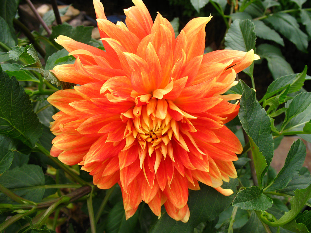 3 tubers of orange giant-flowered Dahlia (Life Force) Includes Postage