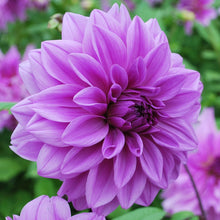 Load image into Gallery viewer, 2 tubers of lilac/purple large-flowered Dahlia (Lilac Time) Includes Postage
