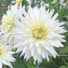 Load image into Gallery viewer, 2 tubers of white/yellow semi-cactus Dahlia (My Love) Includes Postage
