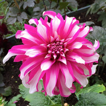 Load image into Gallery viewer, 3 tubers of pink/white large-flowered Dahlia (Radegast) Includes Postage
